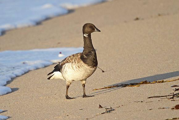 Pale-bellied-Brent-Goose_3157