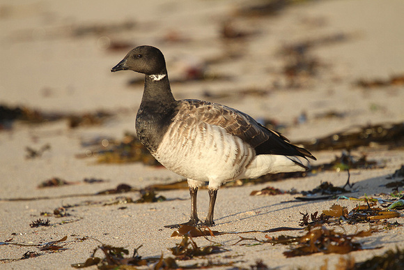 Pale-bellied-Brent-Goose_3171