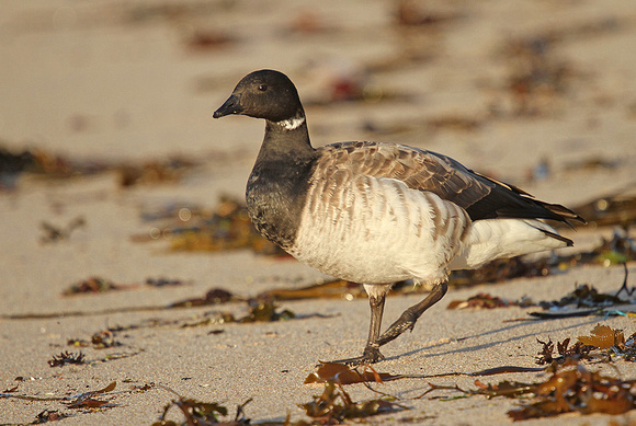 Pale-bellied-Brent-Goose_3176