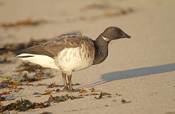 Pale-bellied-Brent-Goose_3179