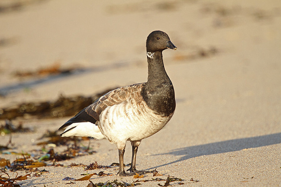 Pale-bellied-Brent-Goose_3186