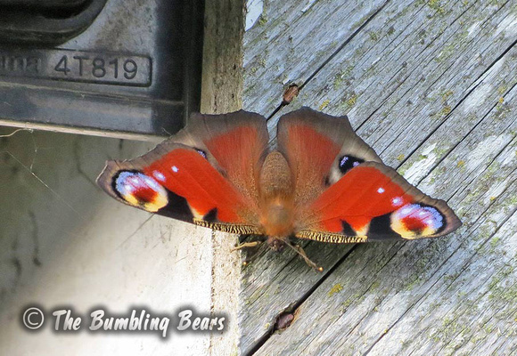 Peacock-Butterfly0263
