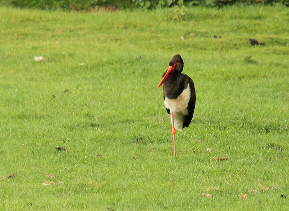 Black-stork3