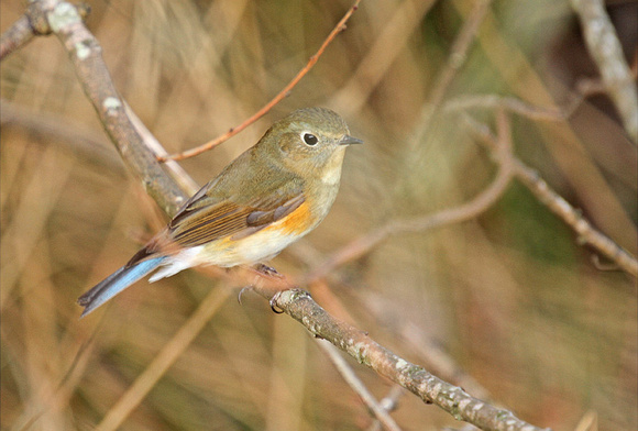 Red-flanked-Bluetail_1407