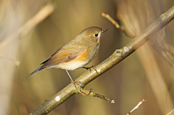 Red-flanked-Bluetail_1444