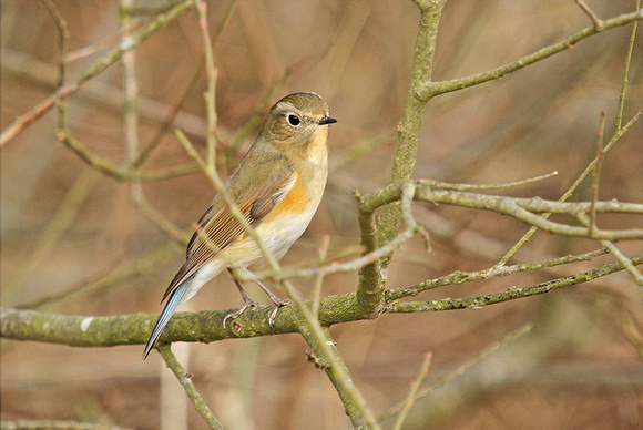 Red-flanked-Bluetail_1311
