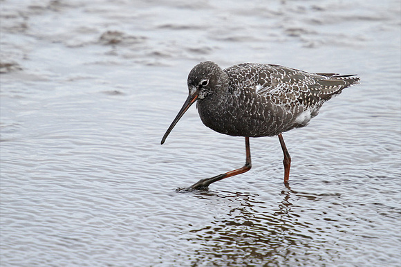 Spotted-Redshank_1178