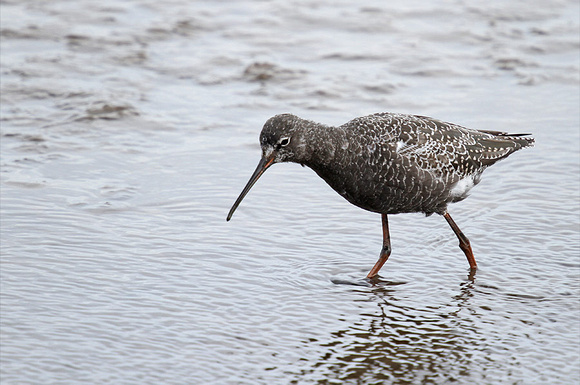 Spotted-Redshank_1179