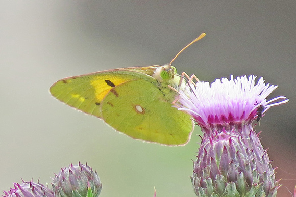 Clouded-Yellow_2995Reo