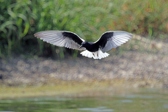 White-winged-Black-tern_3520