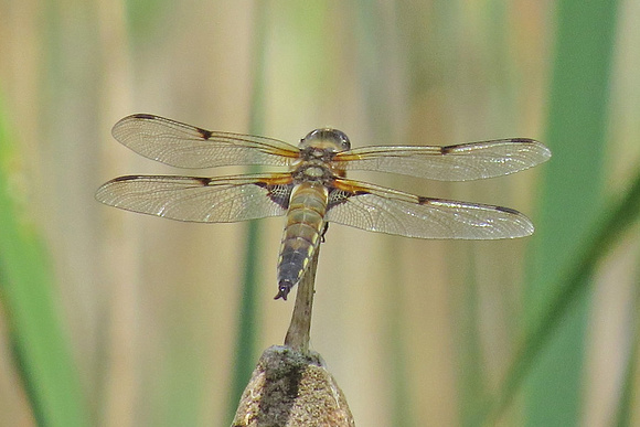 Broad-bodied-Chaser_3037Reo
