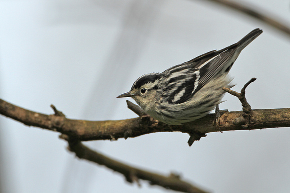 Black-and-white-Warbler_415