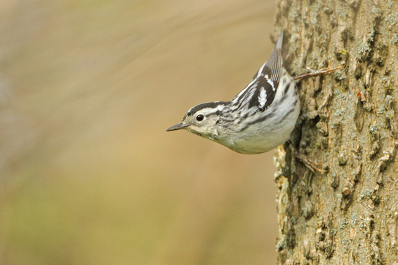 Black-and-white-Warbler_409