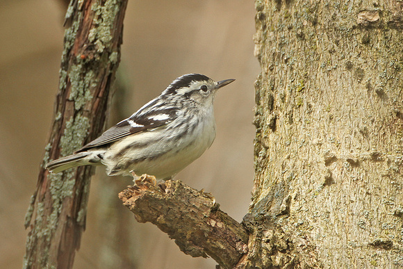 Black-and-white-Warbler_412