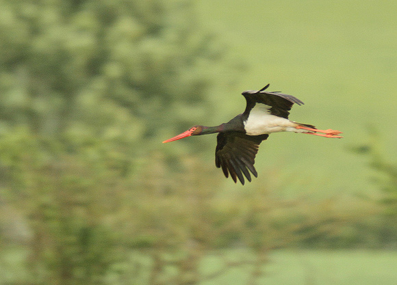 Black-stork1
