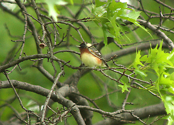Bay-breasted-Warbler4