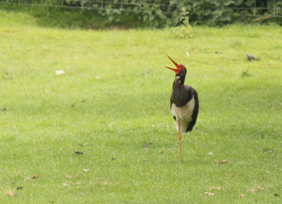Black-stork6