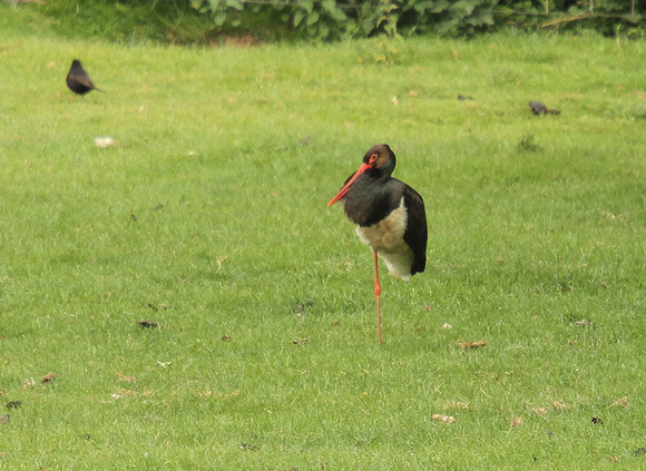 Black-stork9