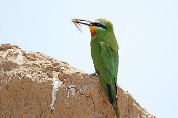 Blue-cheeked-Bee-eater_3746