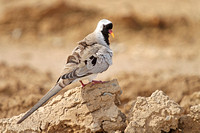 Oman 2014 Bulbuls-Crackles-Pigeons-Doves