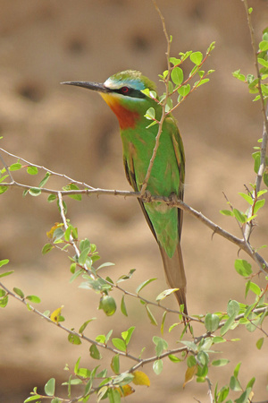 Blue-cheeked-Bee-eater_2783