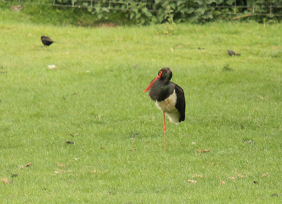 Black-stork10