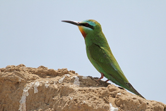 Blue-cheeked-Bee-eater_3704