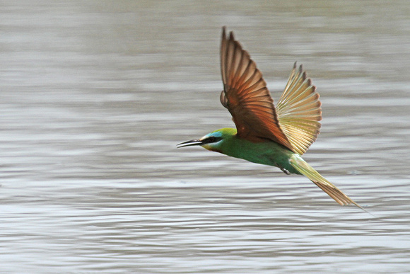 Blue-cheeked-Bee-eater_3479