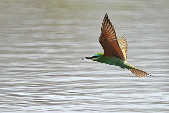 Blue-cheeked-Bee-eater_3478