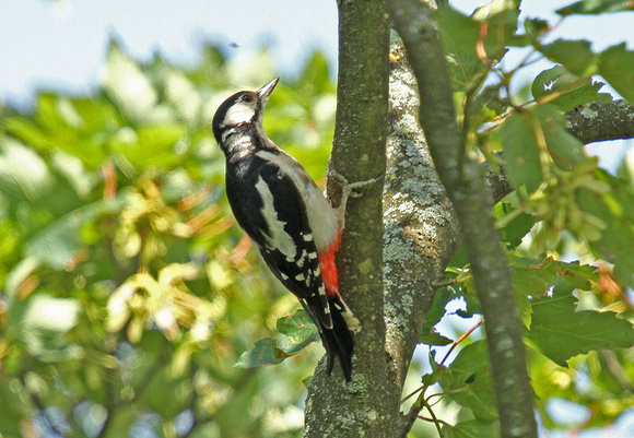 Great-Spotted-Woodpecker4
