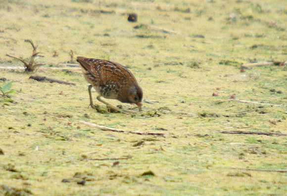 Spotted-Crake_0789