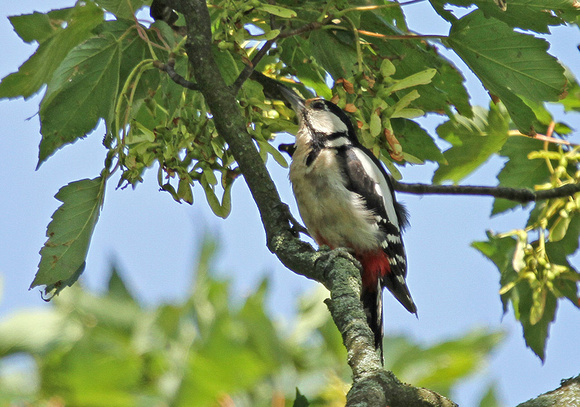 Great-Spotted-Woodpecker5