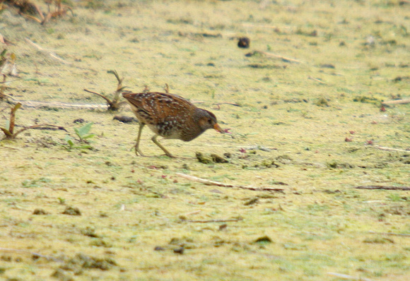 Spotted-Crake_0781