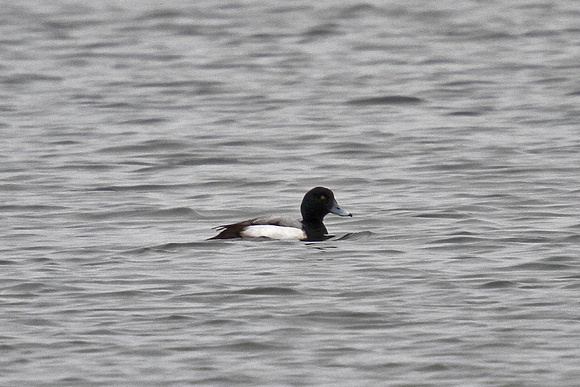 Scaup-1