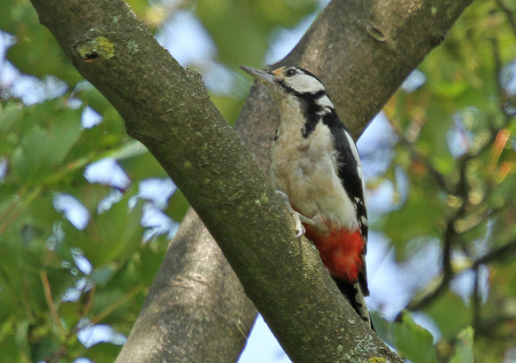 Great-Spotted-Woodpecker1