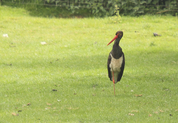 Black-stork5