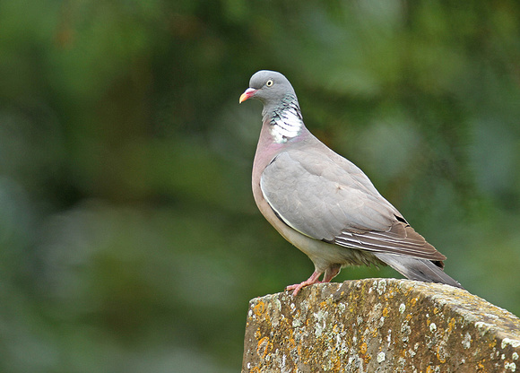 Wood-Pigeon1