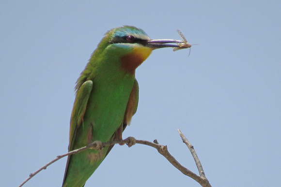Blue-cheeked-Bee-eater_4440