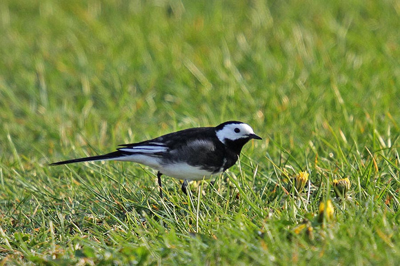 Pied-Wagtail-3