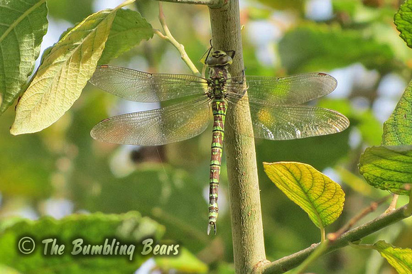 Southern-Hawker_1601
