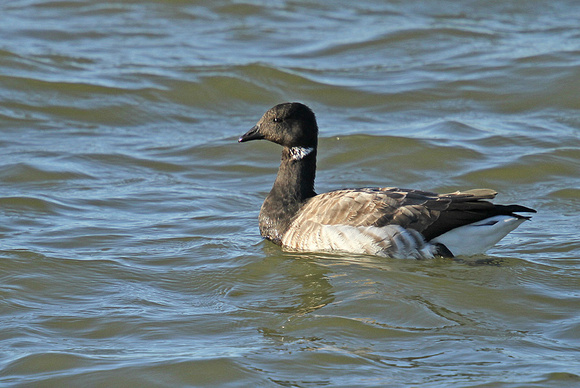 Pale-bellied-Brent Goose_3205