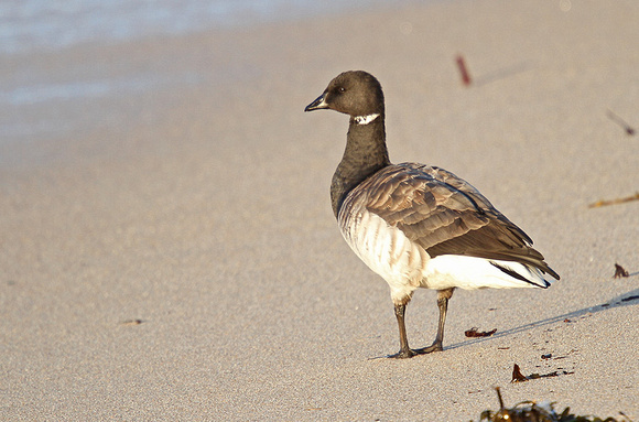 Pale-bellied-Brent-Goose_3137