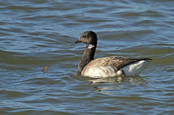 Pale-bellied-Brent-Goose_3198