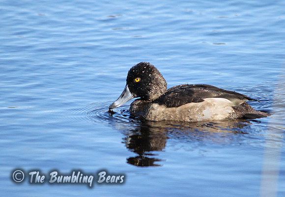 Ring-Necked-Duck_3383