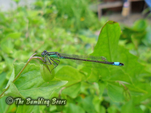 blue-tailed3036