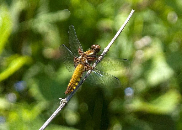 Broad-bodied-Chaser