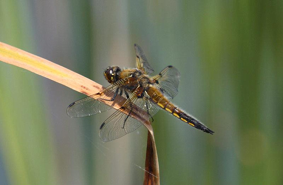 Four-Spotted-Chaser-1