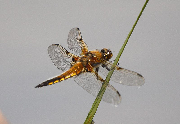 Four-Spotted-Chaser-2