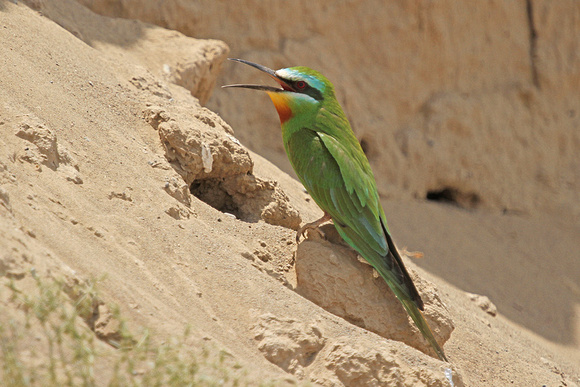 Blue-cheeked-Bee-eater_3748