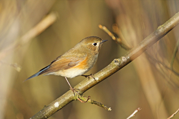 Red-flanked-Bluetail_1441